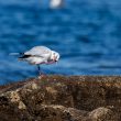 Mouette rieuse